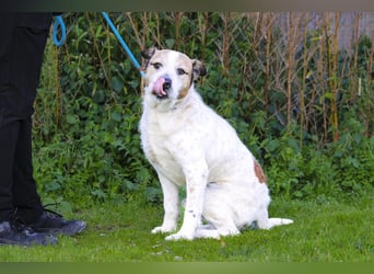 ❕Senior Tobias ❕ liebt die Menschen❕