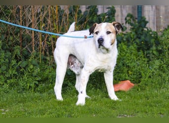 ❕Senior Tobias ❕ liebt die Menschen❕