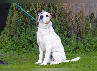 ❕Senior Tobias ❕ liebt die Menschen❕