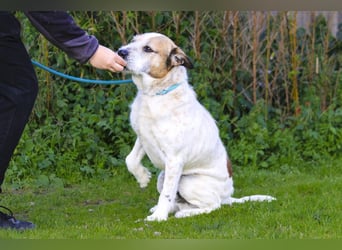 ❕Senior Tobias ❕ liebt die Menschen❕