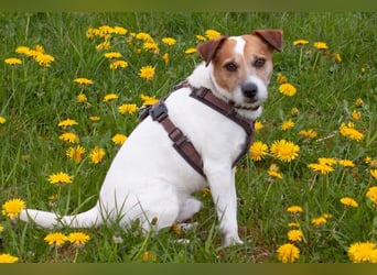 McBruno - temperamentvoll und clever - Tierhilfe Franken e.V.