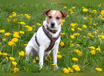 McBruno - temperamentvoll und clever - Tierhilfe Franken e.V.