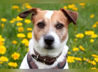 McBruno - temperamentvoll und clever - Tierhilfe Franken e.V.