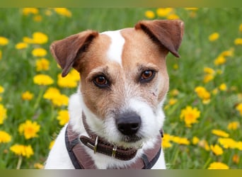 McBruno - temperamentvoll und clever - Tierhilfe Franken e.V.