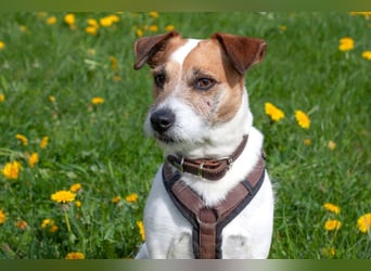 McBruno - temperamentvoll und clever - Tierhilfe Franken e.V.