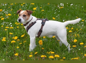 McBruno - temperamentvoll und clever - Tierhilfe Franken e.V.