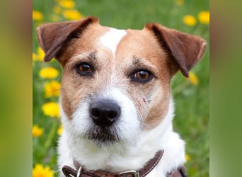 McBruno - temperamentvoll und clever - Tierhilfe Franken e.V.