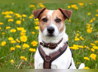 McBruno - temperamentvoll und clever - Tierhilfe Franken e.V.