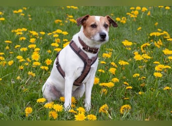 McBruno - temperamentvoll und clever - Tierhilfe Franken e.V.