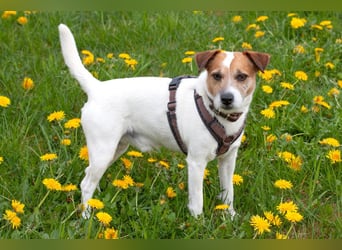 McBruno - temperamentvoll und clever - Tierhilfe Franken e.V.