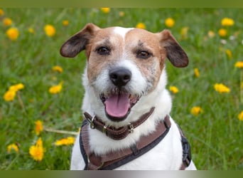 McBruno - temperamentvoll und clever - Tierhilfe Franken e.V.