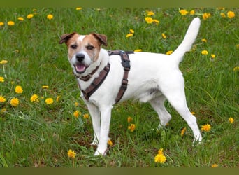 McBruno - temperamentvoll und clever - Tierhilfe Franken e.V.