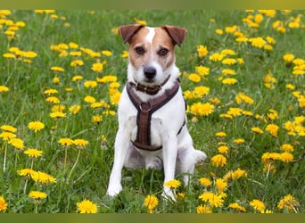 McBruno - temperamentvoll und clever - Tierhilfe Franken e.V.