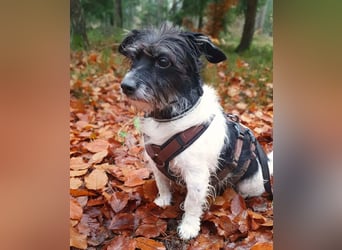 Balco - ist unerfahren