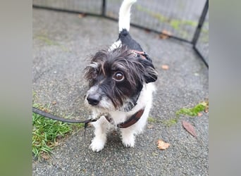 Balco - ist unerfahren