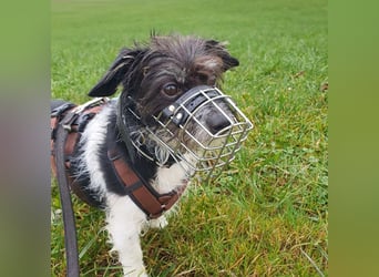 Balco - ist unerfahren