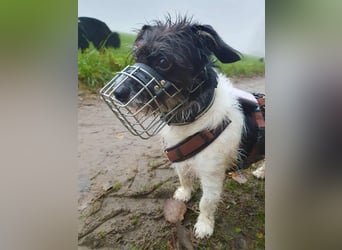 Balco - ist unerfahren