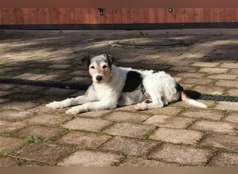 Kimo sucht ein neues Zuhause