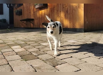 Kimo sucht ein neues Zuhause