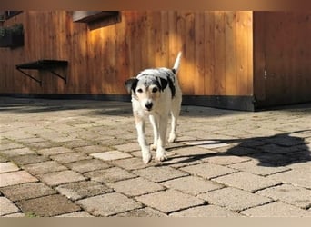 Kimo sucht ein neues Zuhause