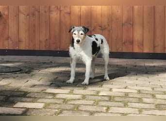 Kimo sucht ein neues Zuhause