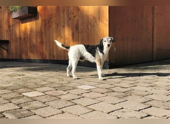 Kimo sucht ein neues Zuhause