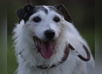 Dringend Dauerpflegestelle gesucht