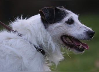 Dringend Dauerpflegestelle gesucht