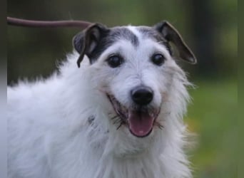 Dringend Dauerpflegestelle gesucht