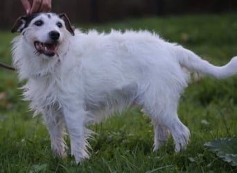 Dringend Dauerpflegestelle gesucht