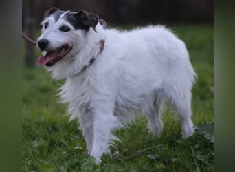 Dringend Dauerpflegestelle gesucht