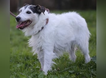 Dringend Dauerpflegestelle gesucht