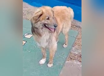 Honey, hofft auf seine Chance