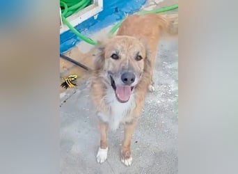 Honey, hofft auf seine Chance