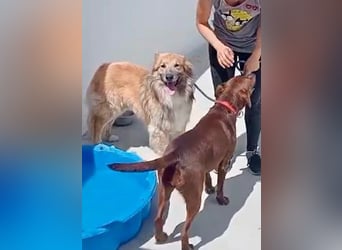 Honey, Notfall , er wartet schon so lange