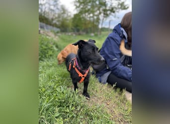 Luna/ Dorothie VA – Zarte junge Hündin sucht ein liebevolles und sicheres Zuhause