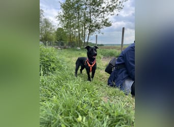 Luna/ Dorothie VA – Zarte junge Hündin sucht ein liebevolles und sicheres Zuhause