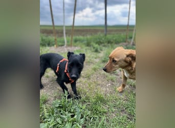 Luna/ Dorothie VA – Zarte junge Hündin sucht ein liebevolles und sicheres Zuhause