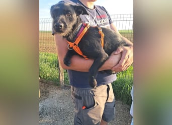 Luna/ Dorothie VA – Zarte junge Hündin sucht ein liebevolles und sicheres Zuhause