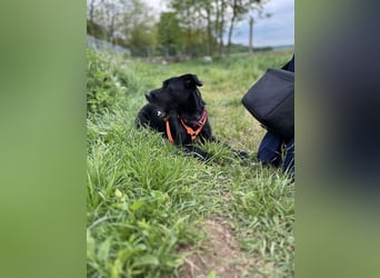 Luna/ Dorothie VA – Zarte junge Hündin sucht ein liebevolles und sicheres Zuhause