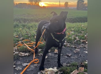 Mona eine verspielte kleine Hündin