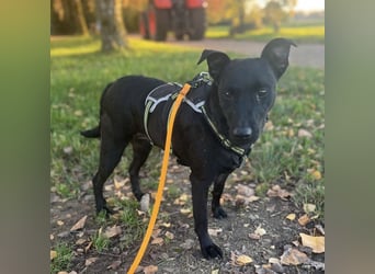 Mona eine verspielte kleine Hündin