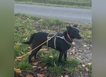 Mona eine verspielte kleine Hündin