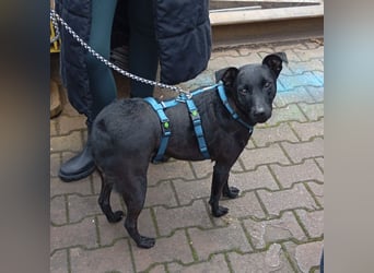 Mona eine verspielte kleine Hündin