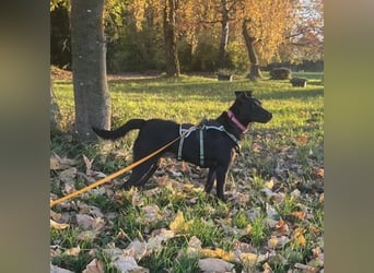 Mona eine verspielte kleine Hündin