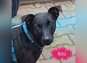 Mona eine verspielte kleine Hündin