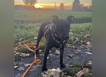 Mona eine verspielte kleine Hündin