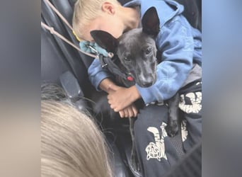 Pia (Spanien) – liebevolle und aufgeweckte Seele sucht ihre Menschen