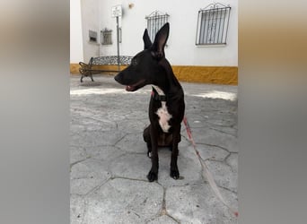 Pia (Spanien) – liebevolle und aufgeweckte Seele sucht ihre Menschen