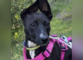 Pia (Spanien) – liebevolle und aufgeweckte Seele sucht ihre Menschen
